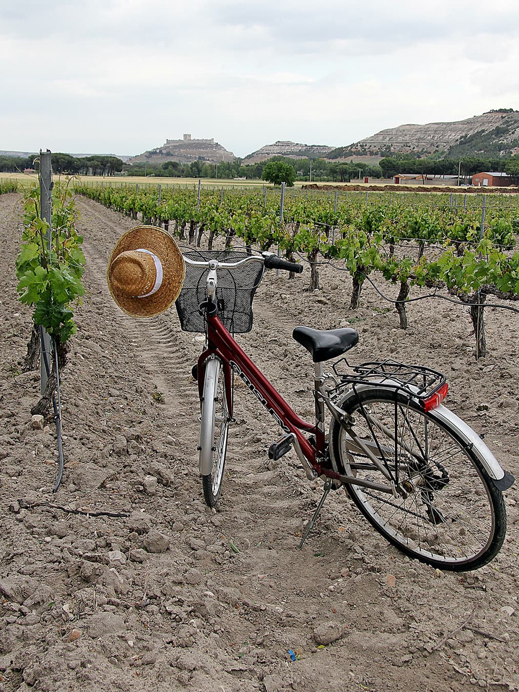 crianza_PagoPeñafiel