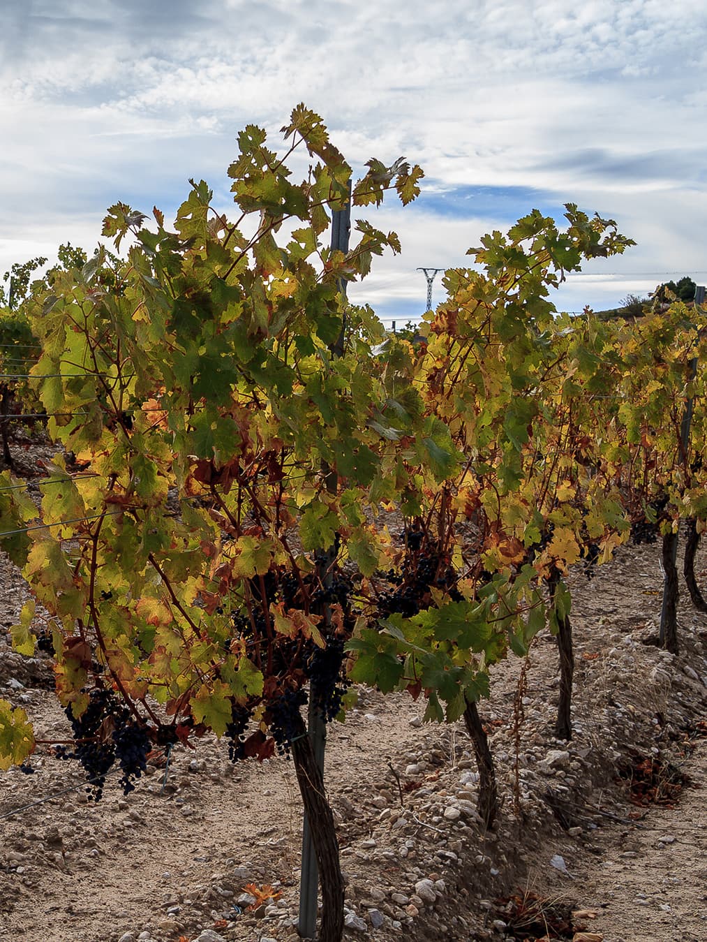 crianza_PagoPeñafiel