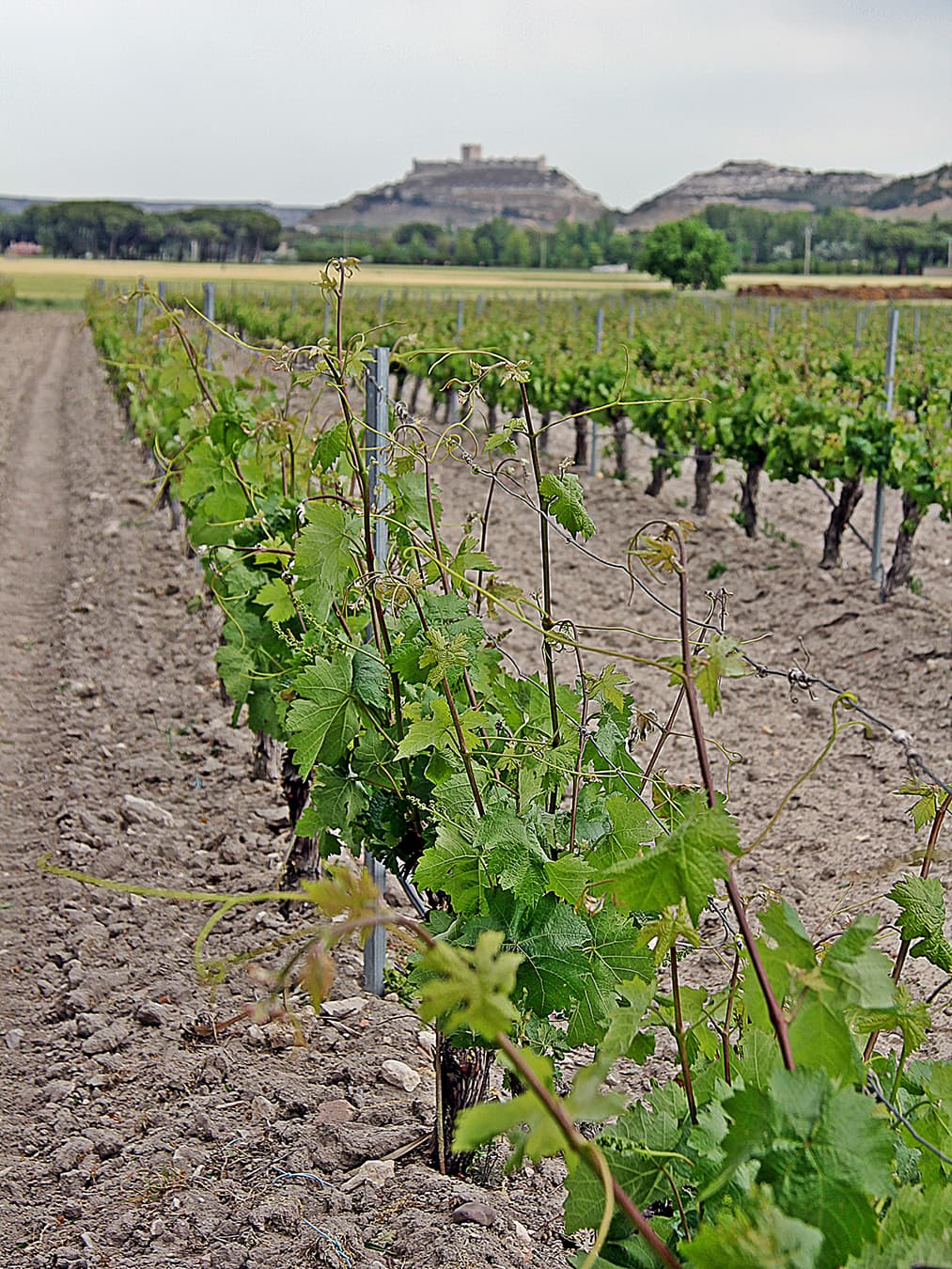 reserva_PagoPeñafiel